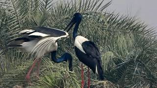 Black Necked Stork  Nesting [upl. by Gibbon]