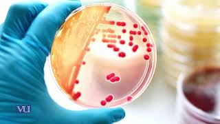 Testing Sensitivity to Antimicrobial Substances  Microbiology Practical  MIC501PTopic013 [upl. by Burny764]