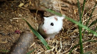 1 YEAR Hamster in wild natural only soil TERRARIUM cage [upl. by Ateinotna]