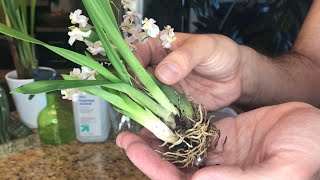 Repotting My New Oncidium Twinkle SemiHydroponics [upl. by Ressay]