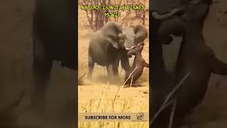 Elephant savagely attacks buffalo nature wildlife safari [upl. by Nnaylloh]