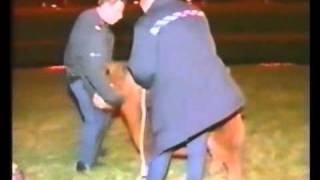 dutch police trying to catch a pony epic fail [upl. by Gusta]