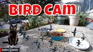 Live Bird Cam And Cat Cam Monday 🐦🦊🦃 [upl. by Amber831]