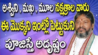 ఈ 3నక్షత్రాల వారు ఈమొక్కని పూజిస్తేఅదృష్టం Ashwini Nakshatram  Makha Nakshatram  Moola Nakshatram [upl. by Ellainad]