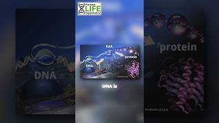 DNA vs RNA epigenetics insurance longevity [upl. by Oicirtap572]