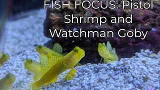 Fish Focus Pistol Shrimp and Watchman Goby Best Nano Saltwater Reef Fish [upl. by Bendite]