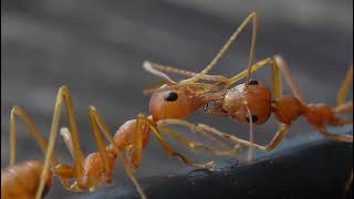 Asian weaver ant Oecophylla smaragdina doing Trophallaxis wildlife [upl. by Irrot927]