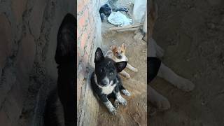 dono puppies kitna pyar se dekh rahe hai puppyentertainment puppy puppyspot [upl. by Inafets]