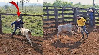 BEZERRA BRAVA QUASE PEGOU MEU PAI😰 [upl. by Koenraad]