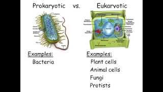 Cell Types and Cell Structure [upl. by Tilden]