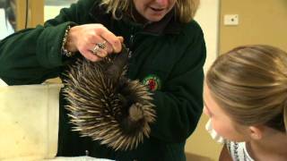 Echidna segment  All About Animals TV Showmov [upl. by Etteuqal]