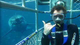 Great White Shark Cage Diving Adventure in Neptune Islands Port Lincoln South Australia [upl. by Heim]