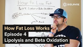 How Fat Loss Works  Episode 4 Lipolysis and BetaOxidation Getting Science as F [upl. by Silisav446]