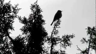 Gray Flycatcher Calling [upl. by Georg]