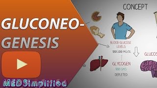 Gluconeogenesis Pathway Made Simple  BIOCHEMISTERY [upl. by Reitman]