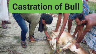 Castration of Bull  Casting of Bull [upl. by Laws496]