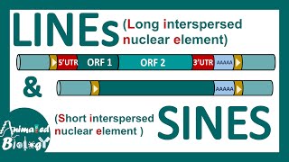 LINEs and SINEs  Poly A retrotransposon  Genetic organization of LINE and SINE  Mol bio [upl. by Hermon580]