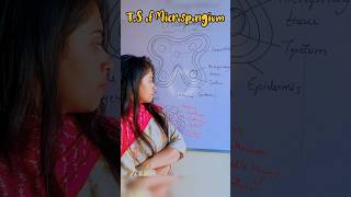 How to draw Microsporangium easily microsporangium  easy trick microsporogenesis shorts youtube [upl. by Siaht]