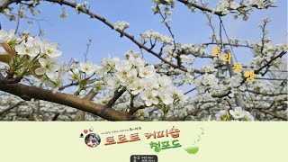 제172회5월3일금요일트로트커피숍부국청포도🌹구독좋아요👍알림설정� [upl. by Llorrac]