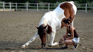 Tuto N°6 ★ Apprendre la révérence a son cheval à pied [upl. by Darreg838]