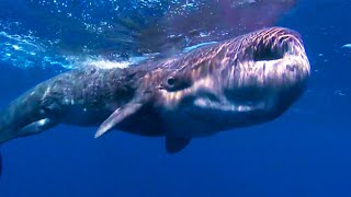 The Largest Predator in the World  Ocean Giants  BBC Earth [upl. by Nelhsa]