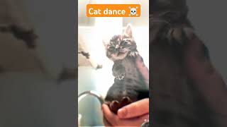 The cats dance cat funny [upl. by Eseilenna]