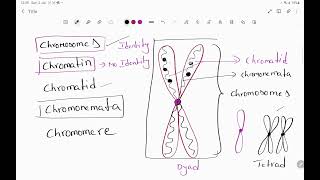 chromosome chromatin chromomere chromonemata Nucleus NucleolusNuclein Nucleolus poreNuclein [upl. by Elrahc420]