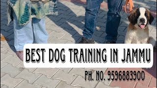 Dog training tips Dog training in jammu  DOG TRAINERS IN JAMMU 9596883900 [upl. by Gregorius]