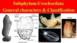 Urochordata  Urochordata General characters and Classification  Classification of Urochordata [upl. by Deerdre]