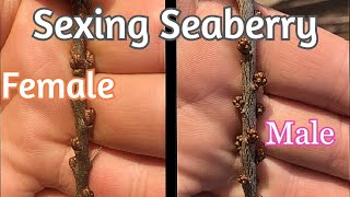 Seaberry  Identifying Male and Female Plants [upl. by Lennie]