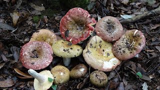 Russula olivacea [upl. by Aynosal396]