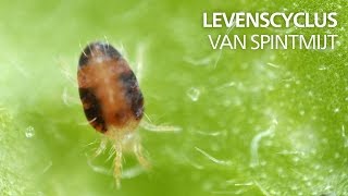 Levenscyclus van spint [upl. by Malkin]