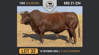 Lot 32  Vlakte Bonsmara Bulveiling  18 Okt 2024 [upl. by Mcallister921]