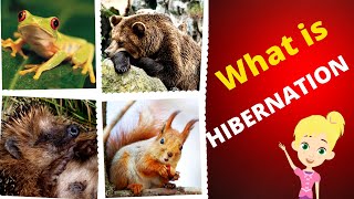 What is Hibernation  Hibernation for kids [upl. by Necila600]