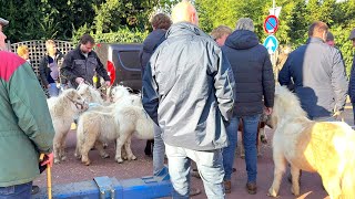 Abreise der nicht verkauften Ponys 04112024 Pferdemarkt in Hedel NL [upl. by Ynneh]