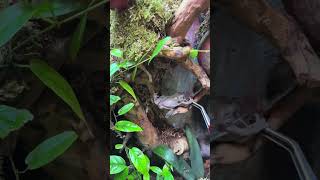 Dumpy blue eyed tree frog eating alotl [upl. by Kamp]