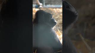 Gorillas at Howletts gorilla howletts animals wildlife zoo daysout shorts [upl. by Chem481]