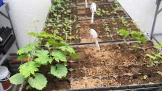 Mycorrhizae VAM Effect on Vegetables Seedling Germination Experiment Result [upl. by Emylee149]