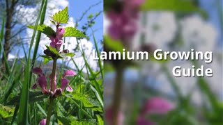 Lamium Growing Guide by GardenersHQ [upl. by Acinna743]