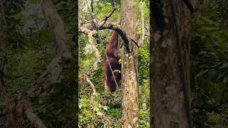 Orangutans With Bananas [upl. by Sussman]