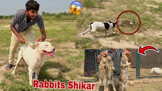 Gabbar Badmash Dog Ky Sath Jungle Rabbits Ka Shikar Kiya😍 [upl. by Gnilrad]