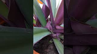 Tradescantia spathacea plant 🪴ytshorts trendingshorts viralshort [upl. by Zucker]