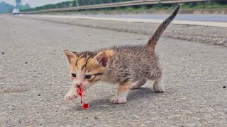 homeless kittens meow and I adopted cute and mischievous kittens cats after being rescued [upl. by Dnartreb]