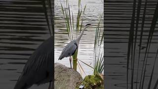 Majestic Blue Heron by the Lake 🦩🦩shorts YouTubeShorts nature animals [upl. by Matthia848]