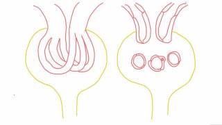 Mesangial cells  anatomy and function [upl. by Nork790]