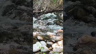 Capture Of Nature’s Beauty creek natural sounds amazing green waterflow [upl. by Bast]