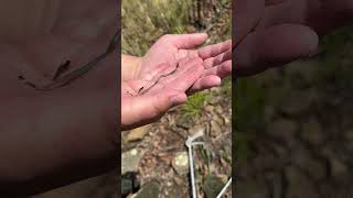 shorts oklahoma Flat Headed Snake Tantilla gracilis in Oklahoma [upl. by Song]