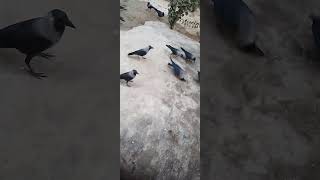 crows lovers for eating croweating like subscribe comments watched viralvideo [upl. by Mcnutt]