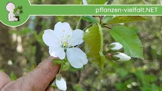 VogelKirsche  Austrieb  130418 Prunus avium  BaumStrauchBestimmung [upl. by Alamap606]