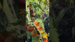 cherry tomato howtogrowwintervegetables fruitgarden [upl. by Lauro]